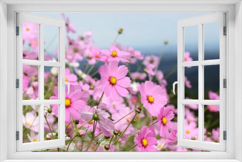Fototapeta Naklejka Na Ścianę Okno 3D - 秋空と薄ピンク色のコスモスの花