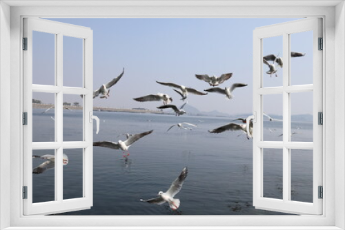 Fototapeta Naklejka Na Ścianę Okno 3D - Birds flying at Dam