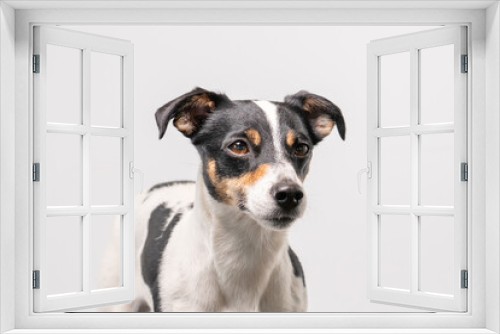 Fototapeta Naklejka Na Ścianę Okno 3D - Brown, black and white young Jack Russell Terrier on a white background, head only