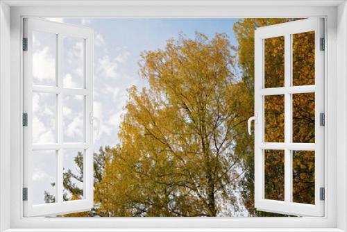 Fototapeta Naklejka Na Ścianę Okno 3D - Birch with yellow leaves against the sky