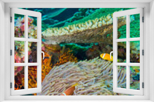 Fototapeta Naklejka Na Ścianę Okno 3D - Blackfinned Anemonefish, Amphiprion nigripes, Magnificent Sea Anemone, Heteractis magnifica, Coral Reef, South Ari Atoll, Maldives, Indian Ocean, Asia