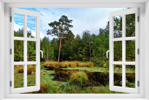 Fototapeta Naklejka Na Ścianę Okno 3D - High plain pond in Fontainebleau forest