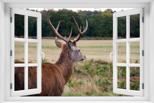 Fototapeta Naklejka Na Ścianę Okno 3D - Photo of a beautiful and strong male deer during rutting season in the nature in Richmond park, London