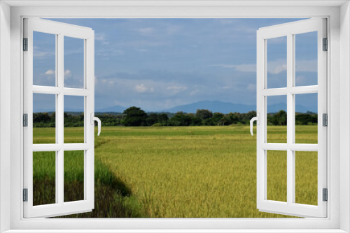 Fototapeta Naklejka Na Ścianę Okno 3D - A landscape of rice paddy fields.