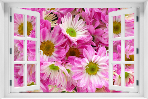 Fototapeta Naklejka Na Ścianę Okno 3D - Gerbera plant flower background - nature abstract