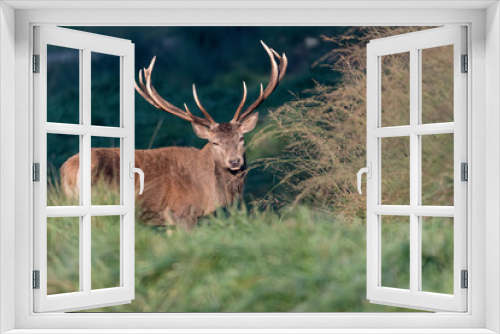 Fototapeta Naklejka Na Ścianę Okno 3D - Red deer male in the woods at sunrise (Cervus elaphus)
