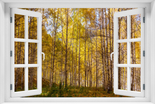 Fototapeta Naklejka Na Ścianę Okno 3D - Autumn landscape. Beautiful birch trees. Walk in the birch forest. Natural background. Place to insert text.