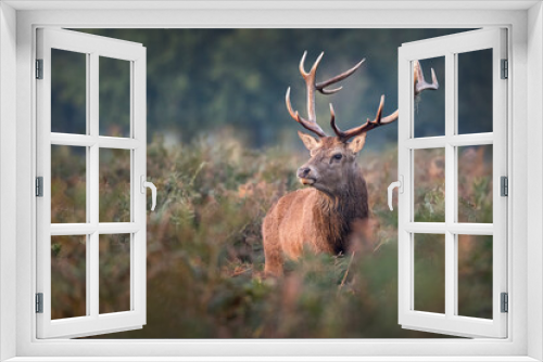 Fototapeta Naklejka Na Ścianę Okno 3D - Deer Stag