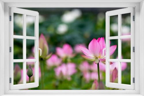 Fototapeta Naklejka Na Ścianę Okno 3D - beautiful water lily and lotus

