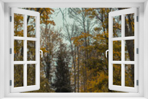 Fototapeta Naklejka Na Ścianę Okno 3D - trees in the autumn forest