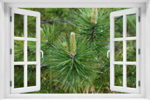 Fototapeta Naklejka Na Ścianę Okno 3D - Pinus nigra