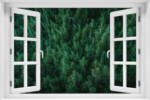 Fototapeta Naklejka Na Ścianę Okno 3D - Hojas de un frondoso abeto de navidad