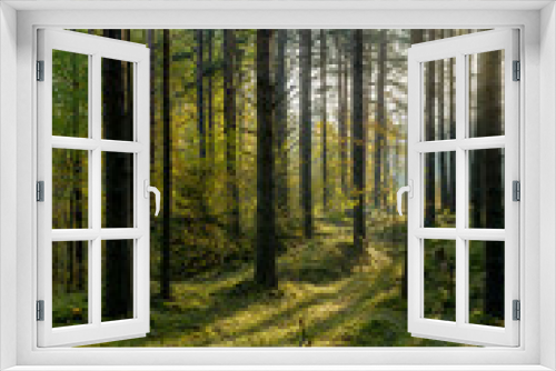 Fototapeta Naklejka Na Ścianę Okno 3D - Sunny morning in a pine forest.