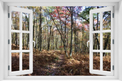 Fototapeta Naklejka Na Ścianę Okno 3D - fall foliage color in the wilderness