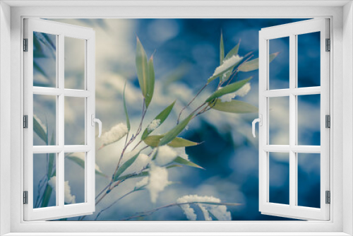 Fototapeta Naklejka Na Ścianę Okno 3D - Bambou en hiver