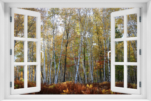 Fototapeta Naklejka Na Ścianę Okno 3D - fall foliage in the wilderness of the Pennsylvania