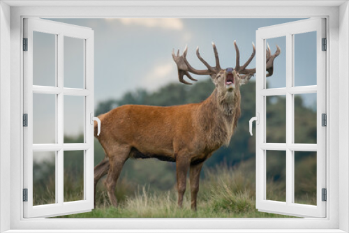 Fototapeta Naklejka Na Ścianę Okno 3D - A red deer stag during the rut. Its head is raised with his mouth open and bellowing