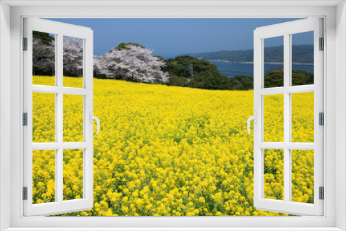Fototapeta Naklejka Na Ścianę Okno 3D - 能古島の菜の花