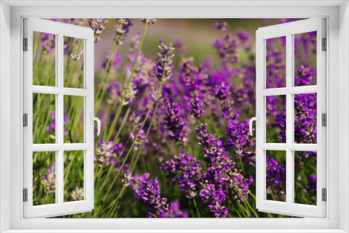 Fototapeta Naklejka Na Ścianę Okno 3D - Beautiful blooming lavender field on summer day, closeup