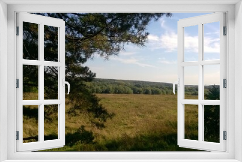 Fototapeta Naklejka Na Ścianę Okno 3D - Russian nature. Forest. Russian field.