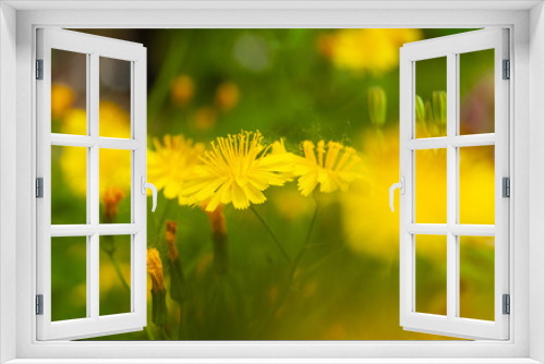 Fototapeta Naklejka Na Ścianę Okno 3D - yellow dandelions in the grass