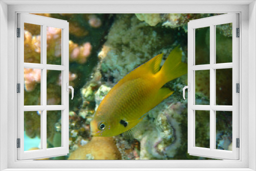 Fototapeta Naklejka Na Ścianę Okno 3D - small yellow red sea fish