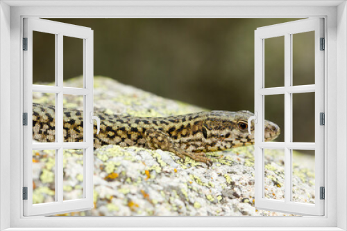 Fototapeta Naklejka Na Ścianę Okno 3D - Podarcis muralis, common wall lizard, reptile on the rock, Girona, Spain