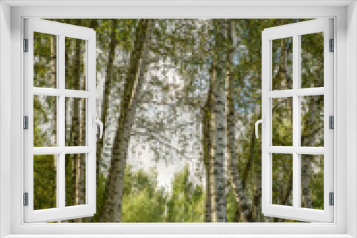 Fototapeta Naklejka Na Ścianę Okno 3D - Birches in the park on a clear day