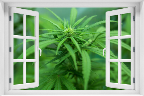 Fototapeta Naklejka Na Ścianę Okno 3D - Marijuana, hemp grows. Selective focus blurred background.