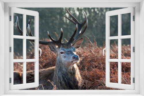 Fototapeta Naklejka Na Ścianę Okno 3D - Red deer stag portrait in Autumn Fall Winter forest landscape