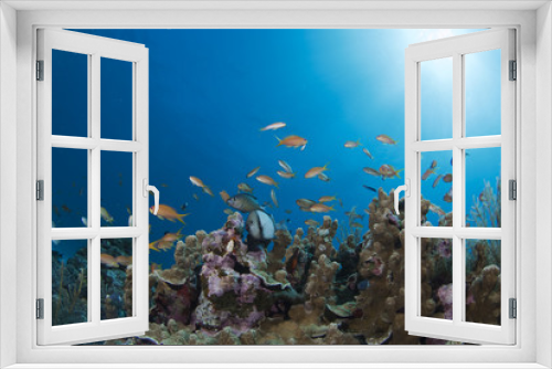 Fototapeta Naklejka Na Ścianę Okno 3D - 熱帯魚とサンゴと太陽