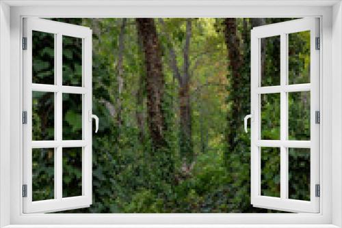 Fototapeta Naklejka Na Ścianę Okno 3D - enredaderas en los árboles españa
