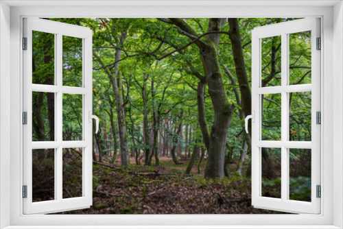 Fototapeta Naklejka Na Ścianę Okno 3D - darss primeval forest