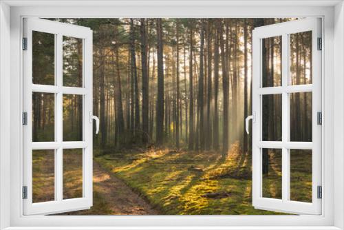 Fototapeta Naklejka Na Ścianę Okno 3D - Sosnowy las osnuty poranną mgłą.
