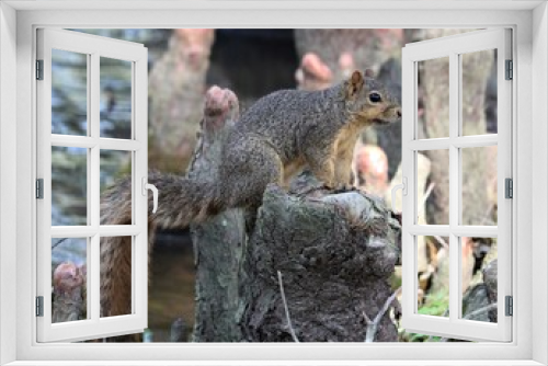 Fototapeta Naklejka Na Ścianę Okno 3D - A Young Red Squirrel at the New Iberia City Park in Louisiana