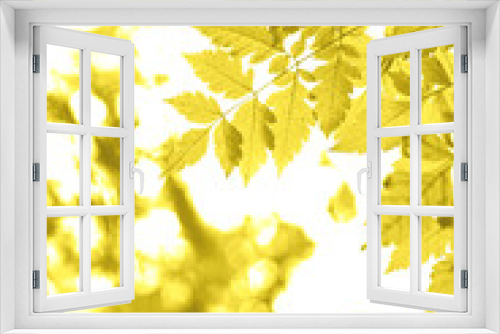 Fototapeta Naklejka Na Ścianę Okno 3D - Beautiful natural scene with bright yellow leaves and blurred branches bokeh, great design for social media, seasonal quotes. Natural garden landscape background.