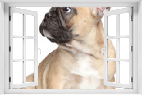 Fototapeta Naklejka Na Ścianę Okno 3D - French bulldog puppy