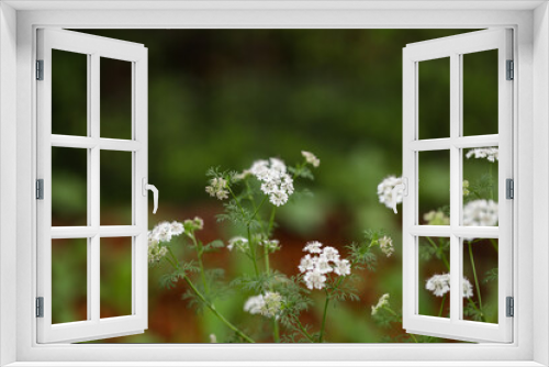 Fototapeta Naklejka Na Ścianę Okno 3D - Coriander in flower in lush cottage garden. Herbaceous plant. Edible herb. Cilantro flowering.