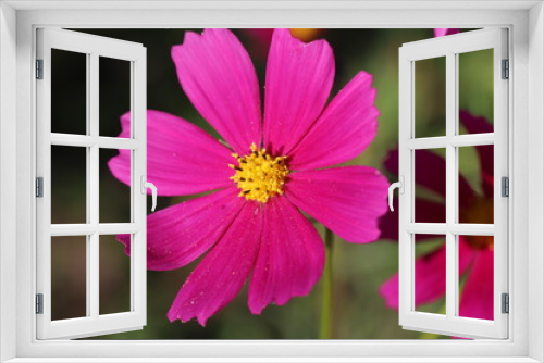 Fototapeta Naklejka Na Ścianę Okno 3D - 秋の野原に咲く赤いコスモスの花