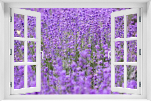 Fototapeta Naklejka Na Ścianę Okno 3D - Lavender flower close up in a field in Korea
