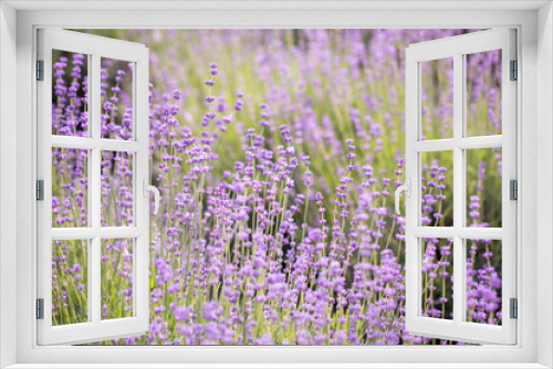 Fototapeta Naklejka Na Ścianę Okno 3D - Lavender flower close up in a field in Korea
