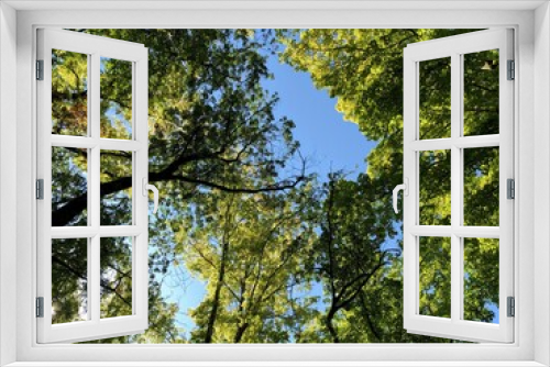 Fototapeta Naklejka Na Ścianę Okno 3D - leaves against blue sky
