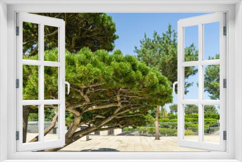 Fototapeta Naklejka Na Ścianę Okno 3D - Beautiful bonsai pine tree (Pinus mugo or mountain pine) with lush needles in public landscape city Park Krasnodar or Galitsky Park in sunny autumn 2020