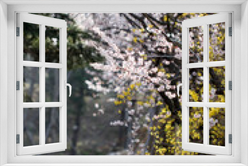 Fototapeta Naklejka Na Ścianę Okno 3D - Cherry blossom in full bloom
