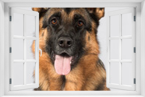 Fototapeta Naklejka Na Ścianę Okno 3D - big shepherd dog looks on gray background