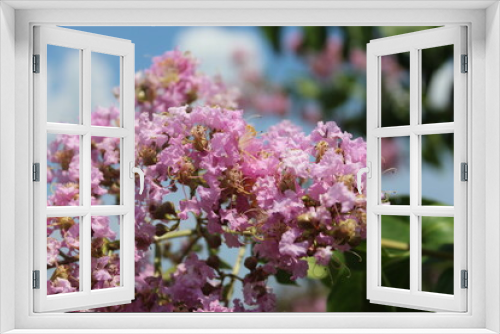 Fototapeta Naklejka Na Ścianę Okno 3D - Pink starburst 