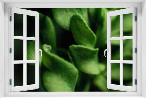 Fototapeta Naklejka Na Ścianę Okno 3D - fotografia macro de planta 