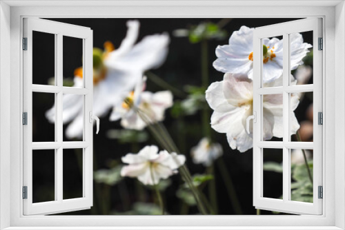 Fototapeta Naklejka Na Ścianę Okno 3D - Flowers in Scotland