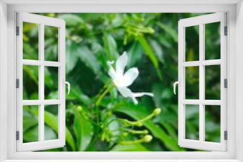 Fototapeta Naklejka Na Ścianę Okno 3D - Side view of white flower of green tree