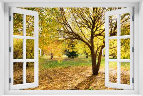 Fototapeta Naklejka Na Ścianę Okno 3D - Golden autumn scenery with willows, horizontal background